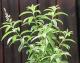 Lemon Verbena Leaf Benefits